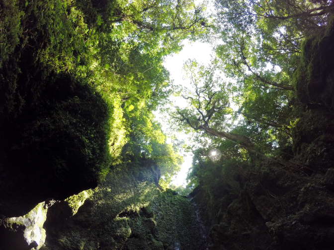  Kilangin falls trees above