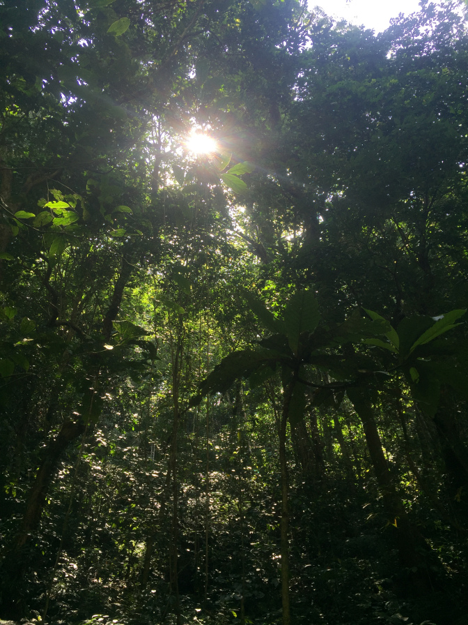  Kilangin falls trees with sunlight