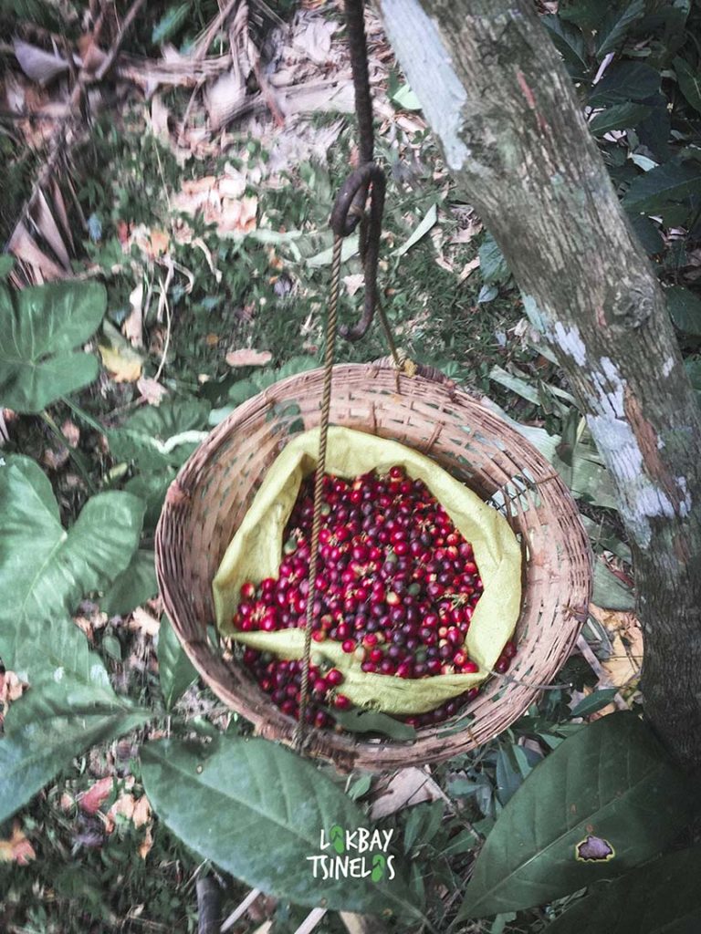 coffee beans in a wooden basket