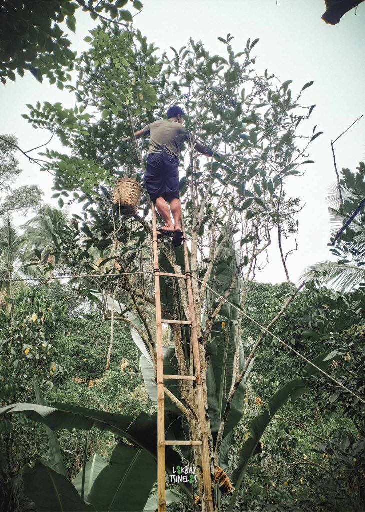 Man in the ladder picking the coffee beans